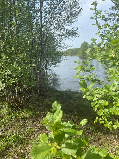 The image shows a view of a body of water, likely a lake or pond, framed by trees and foliage. The foreground is dominated by green vegetation, including trees with fresh green leaves and grass. The water surface appears relatively calm, with subtle ripples. In the distance, more trees and vegetation line the opposite shore. The sky is visible in patches through the trees, suggesting a bright day. The location is potentially Kosiki, Russia. The scene depicts a natural environment with no discernible human presence or activity.