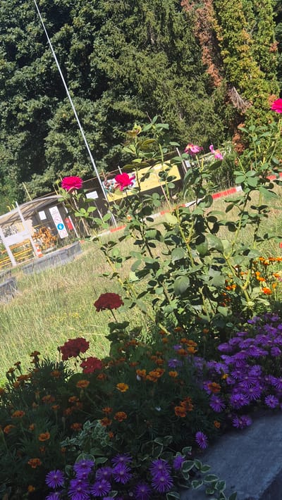 In Momin Sbor, Bulgaria, a close-up shot captures a vibrant flowerbed in the foreground, featuring a variety of colorful blossoms. Several deep red roses are prominent, along with clusters of bright orange marigolds and small, star-shaped purple flowers. Behind the flowers, a rose bush with green leaves and pink and magenta roses is visible. In the middle ground, a fence separates the garden from a grassy area and a construction site. The construction site appears to have a covered structure with yellow piping and caution signs. The background is dominated by a dense wall of lush green trees. The image is taken from a slightly elevated angle, looking down at the flowers and the scene beyond.