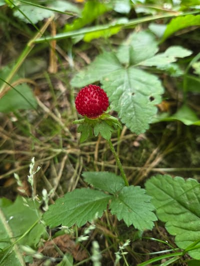 A close-up, overhead shot of a single wild strawberry, likely *Fragaria vesca*, is presented against a blurred background of green foliage and brown earth. The strawberry is a vibrant red, its surface textured with numerous small seeds. It is attached to a slender, green stem, which extends upwards and is partially obscured by a serrated green leaf. Other leaves, appearing larger and more deeply lobed, are visible in the background, also out of focus. The overall impression is one of natural growth in a woodland or garden setting. The lighting suggests it could be daytime, with diffused light indicating either an overcast sky or the presence of shade. No people or text are visible in the image. The location context is Doneztebe / Santesteban, Spain.