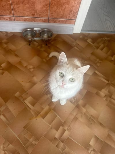 A light-colored cat with green eyes is looking up at the camera from a tiled floor. The cat is positioned in the center of the frame, with its head tilted slightly. In the background, there are two metal pet bowls on a stand. The walls are tiled with reddish-brown tiles and there is a gray baseboard. The floor is made of brown tiles arranged in a diagonal pattern. The scene is indoors, likely in a kitchen or dining area. The city of Kokhma, Russia, is not visible in this image.