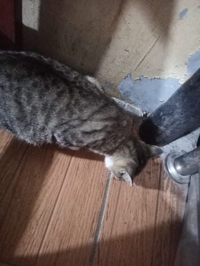 An image captured in Ciomas, Indonesia, depicts a tabby domestic cat with dark grey and black stripes and white fur on its chin/chest, positioned low to the ground. The cat's head is lowered, directed towards the intersection of a light brown tiled floor and a worn wall. The floor consists of rectangular ceramic tiles. The wall in the background shows signs of peeling, revealing a darker grey surface beneath a lighter beige or yellow top layer. A dark, vertical pipe, secured at its base by a circular metallic fitting, is visible on the right side of the frame, close to where the cat's head is oriented. The scene is dimly lit, casting shadows across the surfaces.