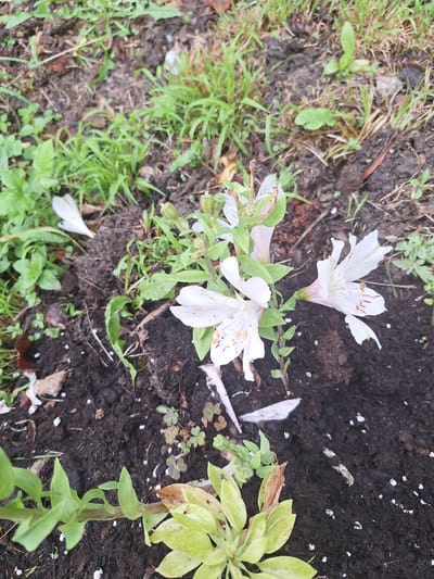 This image depicts a close-up view of a garden bed in Zeda Sazano, Georgia. The ground is dark, rich soil, with patches of green grass and various plants scattered throughout. In the foreground and center, a cluster of white alstroemeria flowers are in bloom. The flowers have delicate petals with some red speckling. Some of the flowers appear to be wilting, with petals detached and scattered on the soil. A small, light green plant with broad leaves is also visible in the lower left corner. The overall scene suggests a natural, somewhat unkempt garden environment.
