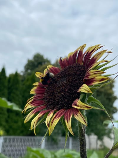 A close-up, side-view, eye-level shot captures a single, dark-centered sunflower with burgundy and yellow striped petals. A bumblebee is perched on the sunflower's dark center, actively foraging. The background is softly blurred, showing a line of dark green trees, a grey fence, and a cloudy, overcast sky. The image appears to be taken outdoors, likely in a garden or natural setting.