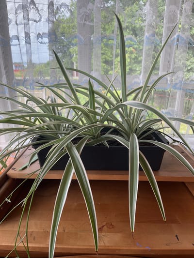 A spider plant, identified by its long, variegated green and white striped leaves, is situated in a black rectangular planter. The planter rests on a wooden surface that appears to be a dresser or shelf, which has some minor scratches and smudges. In the background, sheer white curtains with a subtle lace pattern and blue accents are partially drawn, revealing a blurred view of trees and structures outside, suggesting a suburban or rural setting. The image has been taken indoors, likely in a home environment, with natural light filtering through the window and curtains. The location is identified as Kozitsino, Russia.