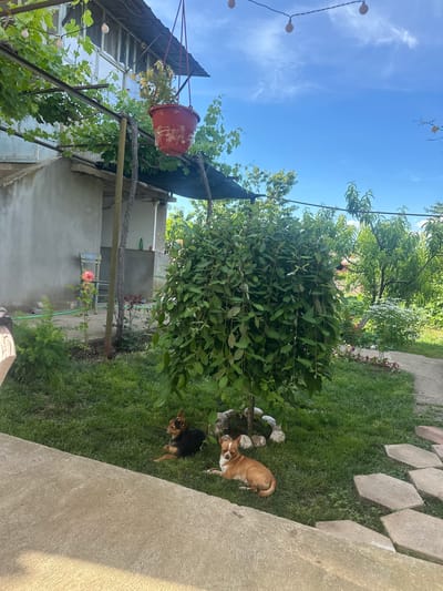 In the city of Rogozen, Bulgaria, an outdoor scene unfolds with a focus on a backyard. Two small dogs are resting on the green grass. One dog, primarily dark-colored with tan markings, lies to the left, facing left. The other, tan and white dog, lies to the right, facing forward with its eyes partially closed. A weeping tree with dense green foliage is centrally located, its base surrounded by a ring of stones. Behind the tree, a stone pathway, laid in a hexagonal pattern, leads into the background. The yard is bordered by a concrete walkway in the foreground. In the middle ground, a building with a gray concrete wall stands, with a light blue chair and a single pink rose visible near its base. A hanging red pot with a plant is suspended from an overhead structure, which also supports a canopy of green leaves, likely from a grapevine. The sky above is a clear blue with scattered white clouds. The overall impression is one of a tranquil, lived-in outdoor space.