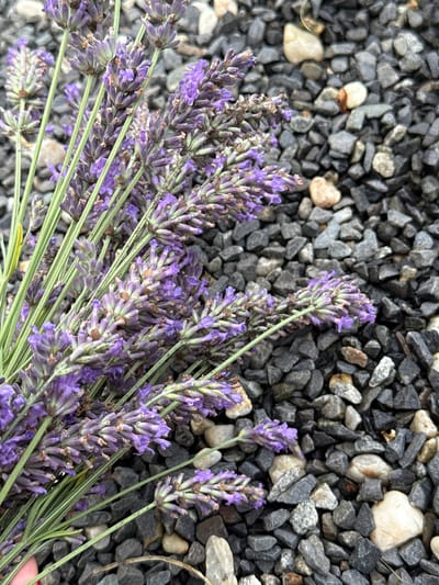 A close-up, high-angle shot captures a bouquet of fresh lavender resting on a bed of dark grey and light tan gravel. The lavender stems are a vibrant green, and the purple florets are tightly clustered, some appearing slightly wilted. The gravel is varied in size and texture, with some larger, smoother light-colored stones interspersed among the smaller, sharper grey ones. The background is entirely composed of this gravel. There is no discernible location in Lauchhammer, Germany, or any action or interaction taking place.