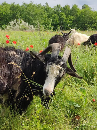 In a grassy field dotted with red poppies, a black and white goat with large, curved horns is grazing on grass. The goat is in the foreground, its head tilted slightly to the side as it chews. Behind it, other goats can be seen, including a white goat and a black goat. The background consists of a dense line of green trees, suggesting a rural or park-like setting. The sky above is partly cloudy. This scene is located in Mar'yanivka, Ukraine.