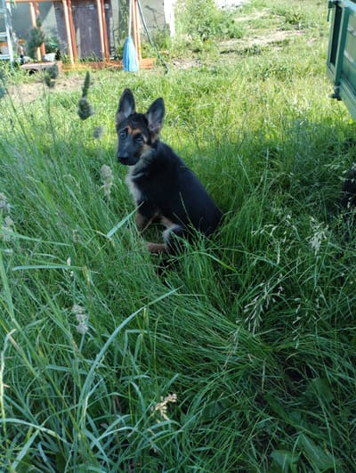 In Навасёлкаўскі сельскі Савет, Belarus, a German Shepherd puppy sits in tall green grass. The puppy has black, tan, and cream markings with large ears and a curious expression. Its body is partially obscured by the thick vegetation. In the background, there is a wooden structure with an orange frame, a blue broom leaning against it, and a hint of a green trailer on the right side of the image. The environment appears to be outdoors, possibly a yard or rural area, with sunlight casting shadows.