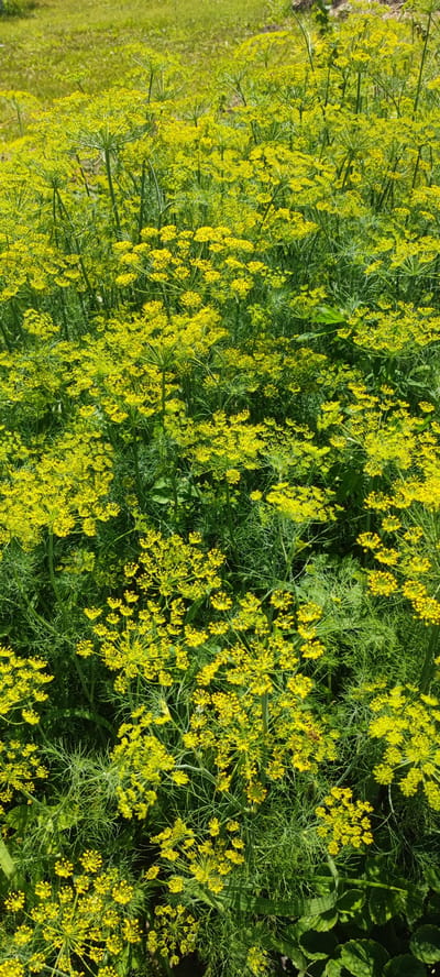 A dense, upright field of flowering dill plants fills the frame. The dill is in full bloom, with numerous bright yellow, umbrella-shaped flower clusters. The feathery green foliage of the dill plants is visible throughout the image, creating a textured backdrop for the flowers. The ground beneath the plants appears to be a mix of grass and soil, with some patches of blurred green visible in the upper portion of the image, suggesting an outdoor environment. There is no evidence of human presence or activity. The scene is brightly lit, likely by natural sunlight.