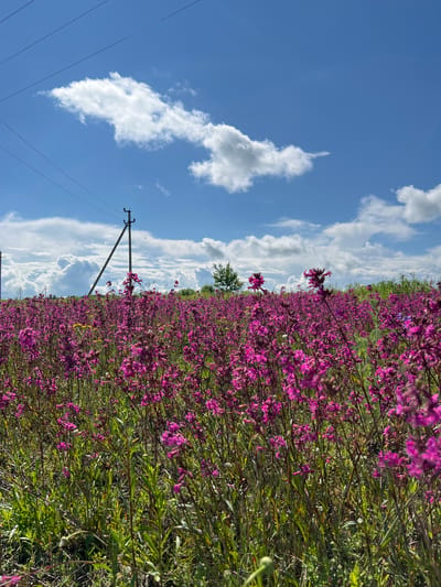 A vertical, medium shot captures a vibrant meadow filled with bright pink flowers under a bright blue sky with fluffy white clouds. Power lines stretch across the upper portion of the frame, with a solitary utility pole standing in the middle ground. In the distance, a lone tree dots the horizon. The scene is likely located in or around Dmitrievka, Russia, as suggested by the overall rural landscape and common presence of such flora and infrastructure in that region. There are no people or animals visible in the image.