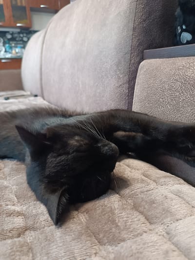 A black cat is sleeping on a quilted, light brown blanket that covers a sofa. The cat is lying on its side with its head resting on its paws, its eyes closed. Its fur is dark and sleek, and its whiskers are long and white. The sofa appears to be in a domestic setting, possibly a living room. In the background, out of focus, there is a cabinet with wooden doors and shelves. The overall impression is one of comfort and repose. The image does not contain any information that would indicate its location in Berëzovaya Roscha, Russia, or any other specific city.