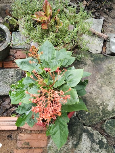 This is a close-up, high-angle, outdoor shot of a plant with vibrant green leaves and clusters of small, orange-red flowers. The plant is in a red pot, which is partially visible. It is surrounded by a cracked concrete patio, some scattered bricks, and what appears to be a collection of dry leaves and twigs. In the background, there is another potted plant with slender green leaves and some red and green foliage. A bundle of thin wooden sticks is also visible in the upper right quadrant of the image, resting on the concrete. The scene suggests a garden or an outdoor potted plant arrangement. The location is specified as Phú Sơn, Vietnam.