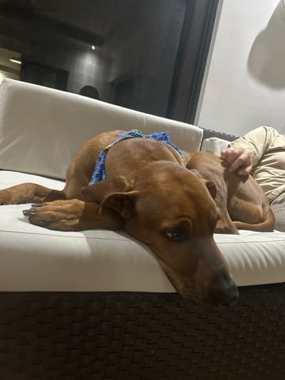 The image shows a medium-sized brown dog wearing a blue and green patterned collar lying on a white cushioned patio furniture seat. The dog's head is resting on the cushion, and its right paw is resting on the cushion as well. The dog is looking to the side. The dog is resting on a black woven patio chair in a home in Río Oro, Costa Rica, located at the coordinates 9.945, -84.201. Part of a person's hand and arm, wearing a tan shirt, are visible in the background. The person's hand is lightly touching the dog's back. The lighting is dim and there is a large glass window in the background. The dog appears to be relaxed and peaceful.