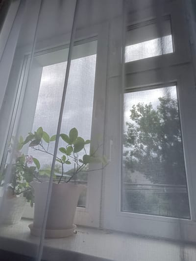 The image shows a window with white sheer curtains partially drawn. On the windowsill, two potted plants are visible. The plant on the left appears smaller with green leaves and some pink flowers, while the plant on the right is larger with vibrant green leaves. Through the window, trees are visible outside, suggesting an outdoor environment. The overall lighting suggests it is daytime, possibly overcast. The scene is a still, domestic interior.