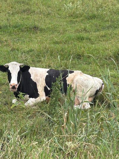 A black and white cow lies on its side in a grassy field. The cow is mostly white with large black patches. Its head is turned to the side, and its mouth is open. The grass around the cow is green and tall. The scene is outdoors in a rural setting, likely a pasture. The lighting suggests it is daytime, with no indication of specific weather conditions. There is no visible text in the image.