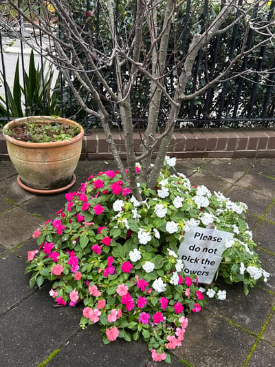 This is an eye-level, medium shot of a garden scene. In the foreground, vibrant pink and white impatiens flowers bloom around the base of a bare-branched tree. A white sign with black text reading "Please do not pick the flowers" is placed among the white impatiens. To the left of the tree, a large, weathered terracotta pot filled with greenery sits on a paved patio. The patio is made of dark grey interlocking pavers, with patches of moss growing between them. In the background, a black metal fence runs horizontally, behind which dense green foliage is visible. A sliver of a light-colored building and a street are visible through the fence. The overall impression is a well-maintained, residential garden area. The location is Roseville Chase, Australia.