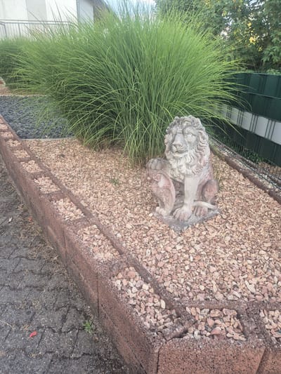 The image shows a stone sculpture of a lion in a garden setting. The lion is depicted in a crouching or resting position. It is made of light-colored stone, possibly concrete or a similar material, with some reddish-brown staining visible, suggesting weathering. The sculpture is placed on a bed of light-colored gravel. To the left of the sculpture is a large, lush clump of tall, green ornamental grass.
Behind the gravel and grass, there is a dark green metal fence and some trees with green foliage, indicating an outdoor environment. To the far left, a building with white siding and windows is partially visible, suggesting a residential or commercial area. The ground in the foreground is paved with dark asphalt, showing some cracks and debris.
The scene appears to be set during the daytime, with natural light illuminating the subjects. The weather seems fair, with no indication of rain or harsh sunlight. The overall impression is one of a landscaped garden or outdoor decorative area. No people are visible in the image. There is no visible text in the image. The setting is identified as Hochspeyer, Germany.