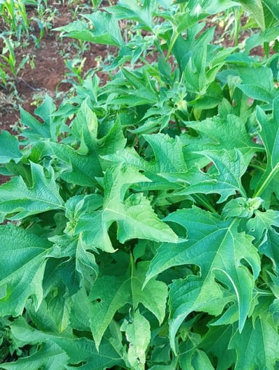 The image captures a close-up view of dense, vibrant green foliage, dominated by a large-leaved plant. The leaves are deeply lobed, with serrated edges and distinct venation, strongly resembling *Tithonia diversifolia* (Mexican sunflower or tree marigold). Multiple leaves are visible, overlapping and filling much of the foreground and midground. Several small, green buds or developing flower heads can be seen nestled among the leaves, particularly towards the center and upper right.

In the blurred background, lighter green, slender plants, consistent with young maize (corn) stalks, emerge from reddish-brown soil. This background suggests an agricultural field or garden setting in Mururi, Kenya. The lighting indicates it is daytime, with bright, natural illumination and soft shadows, implying clear weather, possibly morning or late afternoon. No specific activity or event is occurring; the image is a static portrayal of plant life. There are no people, animals, or visible text within the frame. The scene conveys a sense of lush, healthy growth in a cultivated environment.