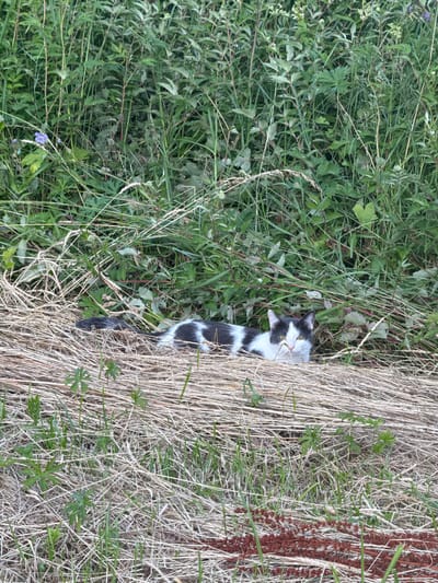 A black and white cat is lying in dry grass in front of dense green vegetation. The cat is looking at the camera with bright yellow eyes. The scene appears to be a natural outdoor environment, possibly a park or a meadow, within the city of Amstelveen, Netherlands. The vegetation suggests a temperate climate.