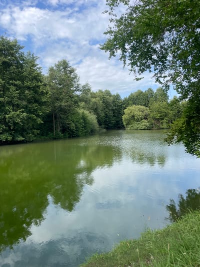 The image depicts a serene natural landscape, likely a pond or lake surrounded by lush green trees and vegetation. The water has a greenish hue, reflecting the vibrant foliage and the partly cloudy sky above. In the foreground, tall green grass lines the edge of the water. The trees form a dense, verdant barrier around the body of water, with some branches extending over the scene. The overall impression is one of tranquility and natural beauty. This scene is located in Alzey, Germany, specifically in the area of the "Auenverbund Alzey" (Alzey Floodplain Network).