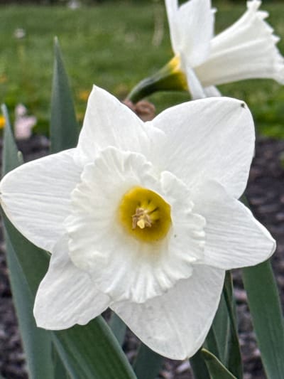 A close-up shows two white daffodils in bloom. One daffodil is fully open, revealing a ruffled, white inner cup with a yellow center. The second daffodil is partially visible in the background. Green foliage is visible around the flowers. The image appears to have been taken outdoors. The specific location within Grove City, United States of America, cannot be determined from the provided image.