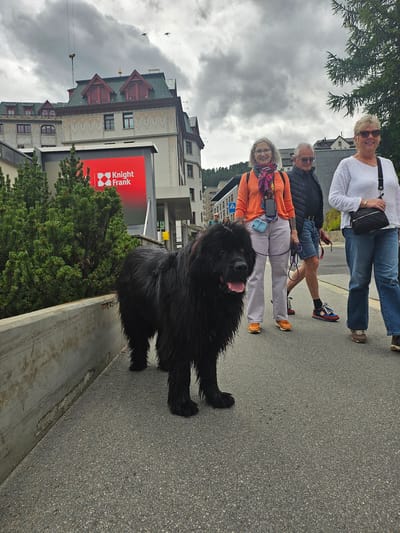 The image shows four people and a large black dog on a paved surface, likely a street, in what appears to be a town. The people are walking in a line, with the dog in front and slightly to the side, facing towards the camera. Two women are at the front, one in a white sweater and jeans, the other in an orange sweater and a colorful scarf. Behind them are a man in a dark jacket and shorts, and another person whose face is not clearly visible.
The dog is a Newfoundland or similar breed, with a thick black coat and its tongue sticking out, suggesting it might be warm or panting. The scene is set against a backdrop of buildings with traditional architecture, including gabled roofs and decorative facades. A prominent red sign with white text is visible on one of the buildings, which reads "Knight Frank".
The sky is overcast with heavy clouds, indicating a potentially gloomy or rainy day. The lighting is diffused, suggesting it's daytime, but not necessarily sunny. The overall mood appears casual, with the group and their dog out for a walk. The presence of the buildings and the sign suggest an urban or semi-urban environment, and the mention of St. Moritz in Switzerland provides a specific location context.