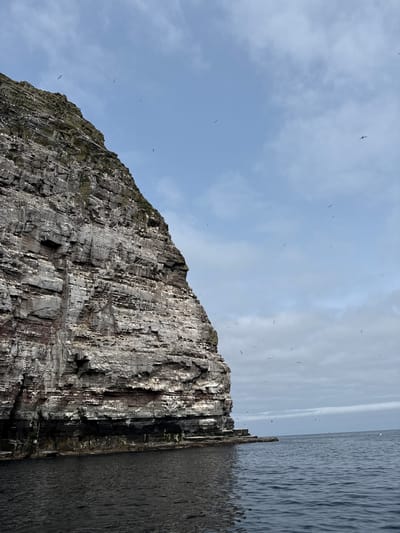 This is a vertical, eye-level, wide shot of a sheer, layered cliff face jutting out of dark, choppy ocean waters. The cliff is composed of dark grey rock with lighter grey and white layers, and is heavily populated with white seabirds. The sky above is a pale blue with scattered, thin white clouds, and is filled with numerous small seabirds in flight. The scene appears to be a natural coastal environment, likely a seabird colony. Based on the prominent, rugged cliffs and the presence of seabirds, this image could depict a location in Shetland, United Kingdom, known for its dramatic coastlines and rich birdlife.