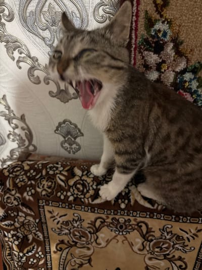 A tabby cat with white paws and chest is yawning widely, revealing its pink tongue and teeth. The cat is sitting on a brown rug with a floral pattern. Behind the cat is a white textured wall with ornate silver embellishments. The scene is indoors, likely a living room. The location is identified as Copanca, Moldova.