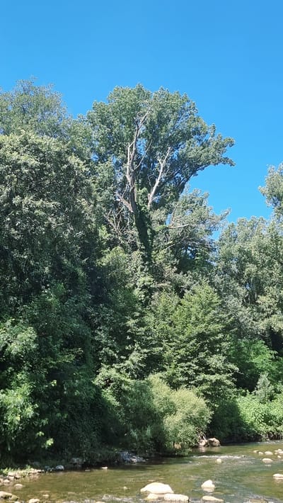 The image shows a natural scene with a clear blue sky above a dense canopy of lush green trees. The trees are varied in size and shape, with some appearing older and taller than others, their branches reaching outwards and upwards. A large, prominent tree in the center of the frame has a stark, almost skeletal appearance with some dead branches, contrasted by green foliage and ivy clinging to its trunk. In the foreground, a body of water, possibly a river or stream, flows gently over a bed of rocks. The water is dark and reflects the surrounding greenery. The bank of the water body is lined with rocks and more dense vegetation. The overall impression is one of a vibrant, untamed natural environment. The specific location is identified as Montagut i Oix, Spain. There are no people or animals visible in the image.