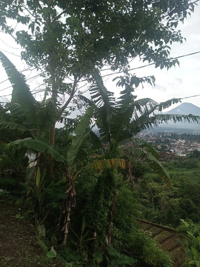 The image displays an elevated panoramic view from the city of Bhupalpally, India. The foreground is characterized by dense, verdant vegetation, including several banana plants with large green leaves, some exhibiting tears and fraying. A dirt path or ground disturbance is visible on the left side, sloping downwards. Multiple power lines or cables are present horizontally across the upper portion of the frame, partially obscured by the foliage of overhead trees. In the midground and lower right, terraced agricultural plots with small green crops are discernible amidst the natural growth, which includes vines climbing a prominent, dead or dying tree structure. The background features a sprawling urban settlement with numerous buildings, primarily light-colored, extending towards a distinct, conical mountain silhouetted against an overcast sky on the distant horizon. No individuals, explicit actions, or interactions are observable.