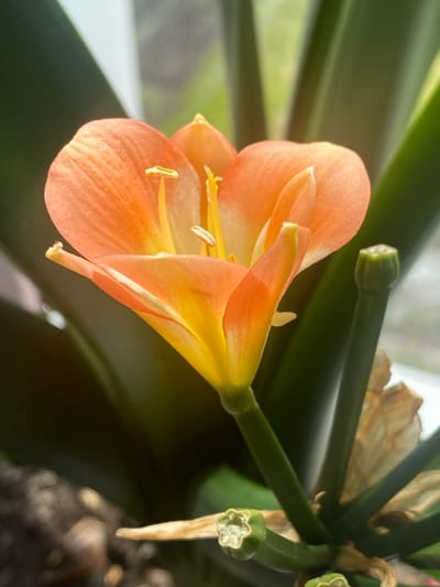 A close-up shot focuses on an orange Clivia flower with yellow accents at its center. The flower is surrounded by its dark green foliage. To the right of the flower, a green stem with a small, undeveloped bud is visible. Behind the flower and foliage, a blurred background suggests an indoor setting, possibly near a window, with soft light illuminating the scene. The image is devoid of any human presence or activity, and no specific location in Pochinki, Russia, can be identified.