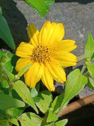 A single yellow flower, resembling a daisy or coreopsis, is centrally positioned. It features approximately ten bright yellow petals, some exhibiting minor imperfections or dark specks. The flower's center is composed of numerous small, dark brown or black disc florets. Surrounding the flower are several green leaves with serrated edges and visible hair-like structures, some appearing out of focus. The background is dark and indistinct, suggesting an outdoor setting with uneven ground or a wall. Direct sunlight illuminates the scene from the upper left, casting shadows beneath the leaves and on parts of the petals. No people, animals, or artificial objects are present. No specific actions or interactions are depicted. The precise location within Ouderkerk aan de Amstel, Netherlands, cannot be determined from the visual evidence in the image.
