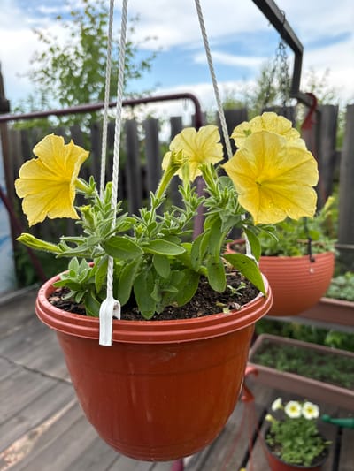 A close-up, vertically oriented image showcases yellow petunia flowers in a brown hanging planter. The planter, made of plastic, is suspended by two white ropes, one of which has a white plastic clip attached. The petunias are in various stages of bloom, with some fully open and others still budding. The flowers and green leaves are slightly wet, suggesting recent rain or watering.
The background reveals a rustic outdoor setting. A wooden deck is visible below, and a weathered wooden fence runs horizontally behind the planter. In the distance, more greenery and other hanging planters, one with white flowers, can be seen. The sky above is a mix of blue with scattered clouds.
The lighting suggests it is daytime, possibly overcast or after a shower. The overall mood is serene and natural, highlighting the beauty of the flowers. No text is visible in the image. The location context provided is Bratsk, Russia.