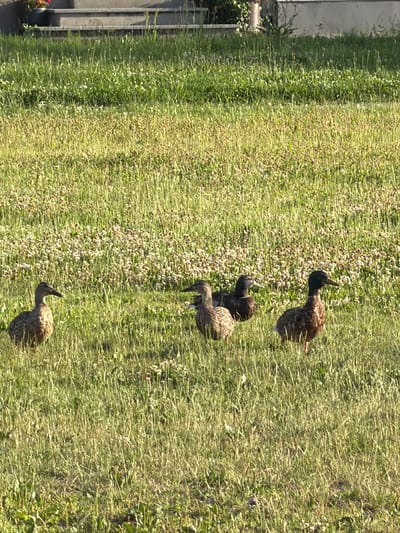 The image shows four ducks standing in a grassy area. The ducks are all facing different directions, and they appear to be in a natural outdoor setting. The grass is green and lush, and there are some small white flowers scattered throughout. In the background, there is a concrete structure that appears to be stairs or a raised platform. To the far left of the frame, a potted plant with red flowers is visible. The scene is well-lit, suggesting it was taken during the daytime. It is not possible to determine the specific location within Ribnitz-Damgarten, Germany, from this image.