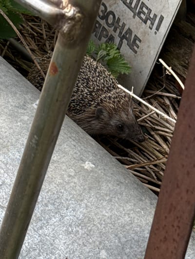 A hedgehog is nestled among dry grass, a metal sign, and a galvanized metal sheet in Molodezhnyi, Russia. The hedgehog is facing right. The metal sign has Cyrillic text. The scene is partially obscured by metal bars.