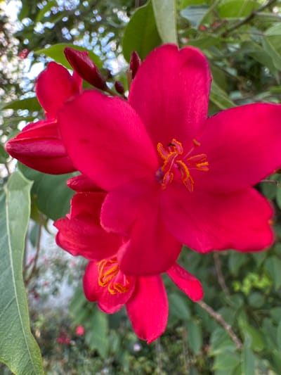 This is a close-up, eye-level shot of a vibrant red flower in full bloom, likely taken outdoors in natural light. The flower has five distinct petals, each with a slightly ruffled edge, and a cluster of bright yellow stamens at its center. A second, smaller flower of the same color is partially visible to the right, and several red buds are also present, suggesting a plant with abundant blossoms. The background is a blur of green foliage and hints of dappled light, indicating a garden or natural setting. The overall mood is peaceful and showcases the beauty of nature. There is no visible text in the image.