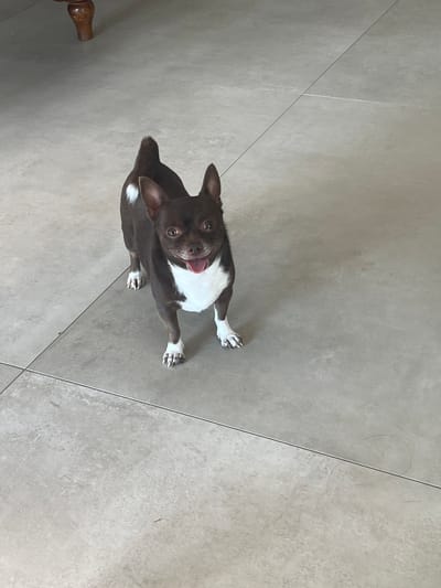 A small, brown and white Chihuahua is standing on a light grey tiled floor. The dog is facing the camera with its mouth open and tongue sticking out. Its tail is raised and curved over its back. The dog has large, alert ears and dark eyes. The tiled floor has visible grout lines. In the upper left corner of the image, a portion of a wooden furniture leg is visible.