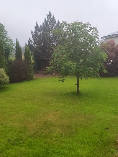 The image depicts a residential backyard in Avižieniai, Lithuania, on an overcast day. The foreground is dominated by a lush green lawn with some patches of dry grass. In the middle ground, a medium-sized deciduous tree stands prominently, its branches laden with green leaves and some reddish flower buds. A black object, possibly a bird feeder or a decorative item, hangs from a string attached to the tree.
To the left of the tree, a variety of evergreen shrubs and trees form a dense border, including conical-shaped evergreens and a bush with dark purple foliage. Further back, a tall pine tree with dark green needles is visible. Behind the trees, a portion of a house with a dark roof and light-colored walls can be seen, suggesting a suburban or rural residential setting. A wooden structure, possibly a shed or a small outbuilding, is partially visible in the background. The overall impression is one of a well-maintained garden, typical of a residential area in Lithuania.