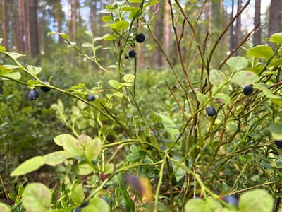 The image shows a close-up view of blueberry bushes in a forest setting. Several ripe, dark blue blueberries are visible on the branches, along with green leaves, some of which have reddish spots. The background is blurred, showing the trunks of pine trees and dappled sunlight filtering through the canopy, suggesting a natural woodland environment. There are no people or man-made structures visible. The scene is consistent with a location within the natural forests of Imatra, Finland, known for its abundant berry-picking opportunities.