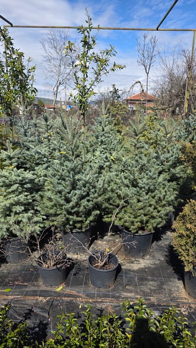 The image shows a plant nursery in Usoika, Bulgaria. The focus is on rows of potted trees and shrubs arranged on black weed barrier fabric. Primarily, there are blue spruce trees, along with other evergreen shrubs and bare-branched plants in black plastic pots. The backdrop includes additional trees, a wire fence, and a building with a red tile roof. A metal structure is visible on the left side of the frame, possibly part of a greenhouse or support system. The sky is blue with scattered clouds. The lighting suggests it is daytime, possibly late morning or early afternoon. There are no people visible in the scene.