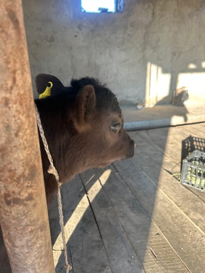 The image depicts a brown calf with a yellow ear tag, possibly tethered with a rope, in what appears to be an enclosure. The background suggests a shed or barn with wooden planks and concrete walls. A hay feeder basket is visible in the upper right. The location is presumed to be near Манкент, Kazakhstan. The calf is looking upwards. There are no other visible people, subjects or actions occurring.