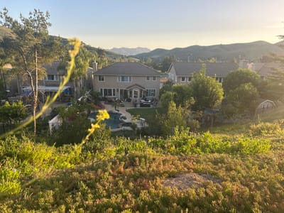 The image depicts a neighborhood in Oak Park, United States of America, viewed from an elevated position overlooking residential properties. Three large houses dominate the scene. The house in the center has a backyard visible, with a pool, patio furniture, and manicured lawn. To the left is another house, partially obscured by trees, with a covered patio. To the right, the third house is partially hidden by foliage. In the background, rolling hills rise under a clear sky. The foreground is filled with low-lying vegetation, including some flowering plants. A single tall stalk of a flowering plant is prominently visible in the left foreground. The image captures a moment during daylight, with the sun positioned to the right.