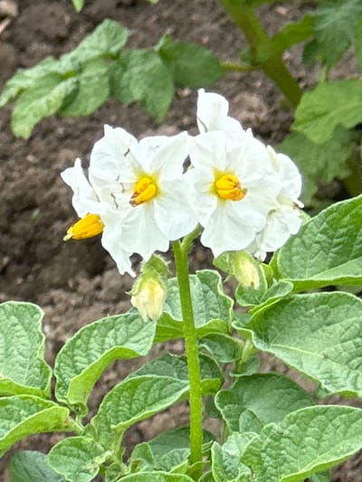 A close-up, eye-level shot shows two white potato flowers with bright yellow centers and two yellow stamens. The flowers are in the foreground, with green leaves and a brown, loamy soil background. The image is taken outdoors, likely in a garden or field in Novogorbovo, Russia.