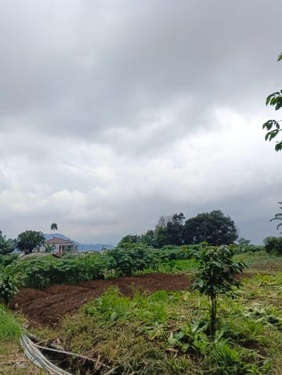 The image displays an agricultural landscape situated in Vientiane Capital, Laos, under an overcast sky. The foreground features disturbed dark brown soil, indicative of tilled land, interspersed with various green vegetation, including weeds, grasses, and small plants. To the immediate left, a narrow ditch contains several white pipes, possibly for irrigation or drainage. In the midground, rows of cultivated green plants, potentially leafy vegetables, extend across the scene, alongside larger bushes and young trees. A two-story structure with a red-tiled roof is visible on an elevated position on the left, partially obscured by foliage, with a slender palm tree rising behind it. The background consists of dense tree lines and distant hills or mountains shrouded in a light haze. No people or animals are present within the frame, and no explicit actions or interactions are depicted. The lighting is diffused and even, consistent with a heavily clouded atmosphere.