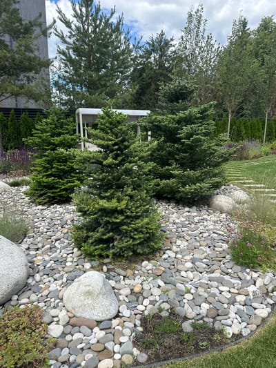 This vertical media file depicts a serene, modern garden scene in an outdoor setting. The foreground is dominated by a dense arrangement of evergreen shrubs, characterized by their vibrant green foliage and textured appearance. These plants are bordered by a bed of smooth, rounded river stones in various shades of grey, white, and beige. Two large, light grey boulders are strategically placed within the stone bed, adding a natural, sculptural element to the landscape.
In the mid-ground, a contemporary white gazebo with a slatted roof provides a structured contrast to the organic forms of the plants and stones. Beyond the gazebo, a line of tall, dark green evergreen trees forms a lush backdrop. To the left of the gazebo, a section of a modern building with grey concrete walls and dark horizontal accents is visible, suggesting a sophisticated urban or suburban environment. A strip of vibrant green grass is also present, bordering the stone bed on the right. In the distance, a gentle slope covered in grass and interspersed with vertical elements, possibly a retaining wall or landscaping feature, can be seen, leading towards a pale blue sky with scattered white clouds.
The scene evokes a sense of tranquility and meticulous design, typical of a well-maintained private garden. The lighting suggests it is daytime, with soft, diffused light indicating either early morning or a slightly overcast sky. There is no visible text in the image. The location context is given as Лапино Град Кп, Russia.