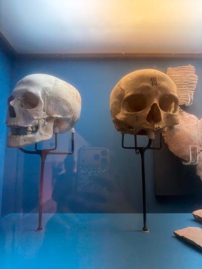 In La Cuesta, Spain, two human skulls are displayed on stands within a museum exhibit. The skull on the left is lighter in color and appears to have some text or markings on it, indicated by a pin inserted into the side. The skull on the right is darker and has the number "18" clearly marked on its forehead. Both skulls are positioned facing forward, with the display case exhibiting a blue background and a reflective surface at the bottom. Fragmented artifacts, possibly pottery shards, are visible in the background and to the right of the skulls. The overall environment suggests an archaeological or anthropological exhibition.