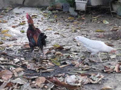 The image depicts an outdoor scene in Teupinbayu, Indonesia, featuring two chickens on a ground covered with dry, fallen leaves and dirt. On the left, a multi-colored rooster stands tall and alert, looking towards the left side of the frame with its head raised. It has reddish-brown, black, and iridescent blue-green feathers, a prominent red comb, and long black tail feathers. To the right, a white hen or pullet walks across the frame, moving from left to right, with its head lowered as if foraging or pecking at the ground.

The setting appears to be a backyard or undeveloped area. The ground is a mix of light-colored soil and small gravel, heavily littered with brown, yellow, and some greenish dry leaves of varying sizes. In the background, there's a low concrete wall or structure, along with several potted plants resting on metal stands or directly on the ground. Some green foliage is visible around the pots and against the wall. The overall lighting suggests daytime, possibly overcast or with diffused sunlight, as there are no harsh shadows. No human subjects or visible text are present in the image. The chickens seem to be calmly moving about their environment.