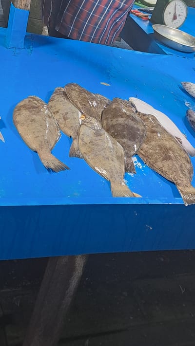 The media file shows a close-up, angled view of several flatfish, likely sole or flounder, displayed on a bright blue surface. The fish are laid out in a row, overlapping each other, with their distinctive flat bodies and fins visible. The lighting suggests it might be daytime, possibly in an indoor setting like a market.
In the top left corner, a silver weighing scale with a red and white dial is partially visible, indicating a commercial or market setting where the fish are being weighed or sold. To the left of the scale, a checkered cloth with red and dark blue stripes is present, adding a touch of texture and color to the scene.
The background is dark and appears to be a wall or partition. The overall impression is that of a fish market stall in Cottarum Tunong, Indonesia, where fresh seafood is being presented for sale. No people are clearly visible in the frame, but their presence is implied by the market setup and the display of goods. The focus is entirely on the fish and the immediate environment of their presentation. The blue surface is clean and vibrant, contrasting with the muted colors of the fish and the dark background.