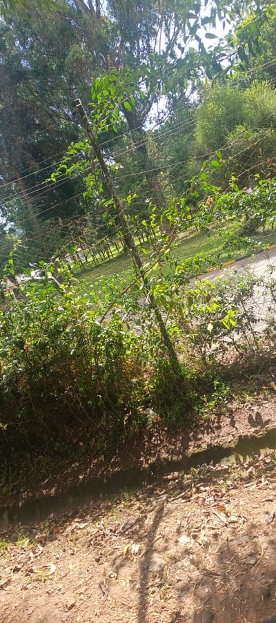 The image presents an outdoor scene dominated by lush green foliage and strong sunlight, suggesting a bright day. The perspective is slightly angled, looking upwards and across a natural setting with some human-made elements.
In the immediate foreground, the ground is covered with reddish-brown earth, interspersed with patches of dry leaves and sparse green vegetation. Strong, elongated shadows fall across this area, indicating the sun is overhead, likely during mid-morning or afternoon. A narrow, dark ditch or drain runs along the very bottom edge of the frame.
Rising from the foreground is a dense barrier of green bushes and shrubs, filling the lower-middle section of the image. Behind and intertwined with these bushes is a fence or wire mesh structure. This fence appears to be constructed from thin wires, forming a grid pattern, and is supported by at least one prominent, slender vertical post that extends diagonally from the lower-left to the upper-right portion of the frame. Vines with vibrant green leaves and small, delicate pink or purple flowers are growing vigorously on and around the fence wires and post.
Beyond the fence and bushes, a bright green, open grassy area or lawn stretches into the mid-distance. Further in the background, a cluster of tall trees with dense green canopies forms a treeline or forest edge. To the right of the grassy area, a paved surface, likely a road or pathway, is visible, marked by a clear yellow line along its edge. On the far left, partially obscured by the fence and foliage, a triangular shape, possibly a traffic or informational sign, can be seen.
The overall scene depicts a vibrant natural environment, possibly a park, garden, or rural roadside, under clear skies. A small piece of white and red litter is visible among the bushes on the right side of the fence. No people or animals are visible, and no specific activity is taking place.