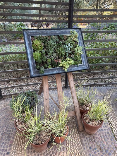 An overhead shot captures an artfully arranged outdoor garden display, likely in Paarl, South Africa. The central focus is a large, distressed black and grey picture frame, acting as a living vertical garden filled with a dense variety of green succulents. These include different shapes, sizes, and shades, some with reddish tips, showcasing a thriving miniature ecosystem.
The framed succulent garden rests on a rustic wooden easel or stand. To the right of this display, several terracotta pots are visible, each containing a plant with numerous long, thin, light green, pencil-like stems, possibly a type of pencil cactus or firestick succulent. The ground beneath these pots is a decorative pebble mosaic pathway, featuring varying shades of grey, brown, and white stones arranged in linear and curved patterns.
In the background, a dark metal fence with vertical bars creates a visual barrier. Through the fence, lush green foliage with scattered small purple flowers is visible, hinting at a vibrant garden or natural landscape beyond. Further back, the skeletal branches of large trees suggest an expansive outdoor environment.
The lighting indicates daytime, likely bright and clear, without harsh shadows. No human activity is depicted, nor is any text visible. The scene exudes a tranquil and cultivated natural aesthetic, typical of a well-maintained garden, patio, or botanical display.